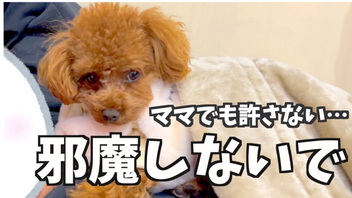 寝相の悪いパパから離れない愛犬【トイプードル】