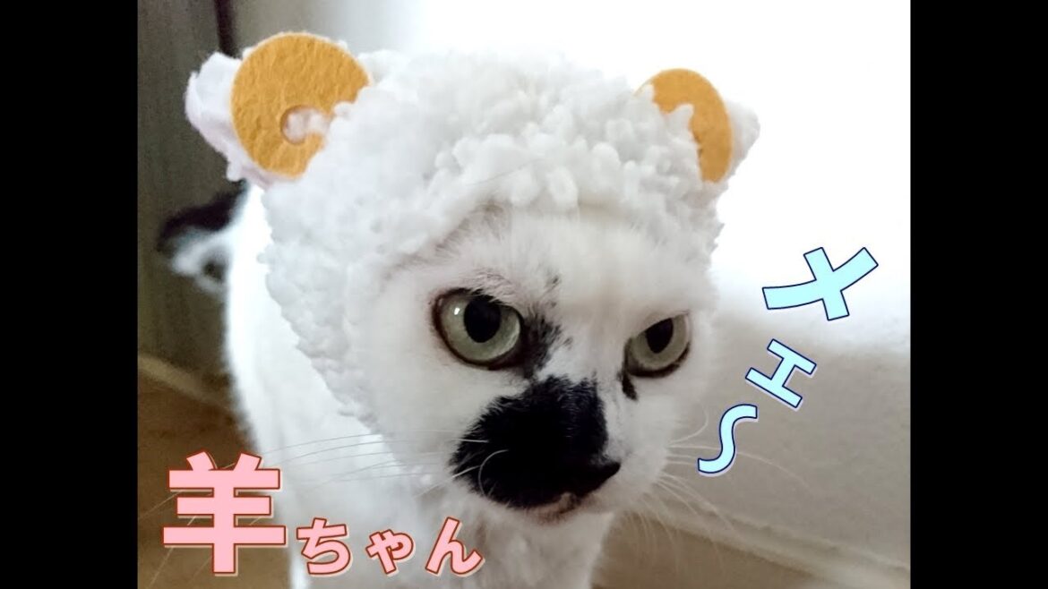 目ヂカラあるダルメシアン柄の猫のダルちゃんが可愛い羊ちゃんの被り物をかぶるとこうなる☆違和感なし？