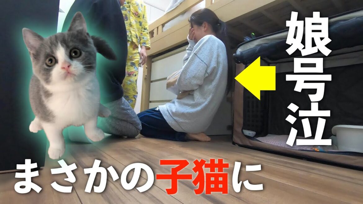 [200万回再生]娘に内緒で子猫を飼ってたら号泣した