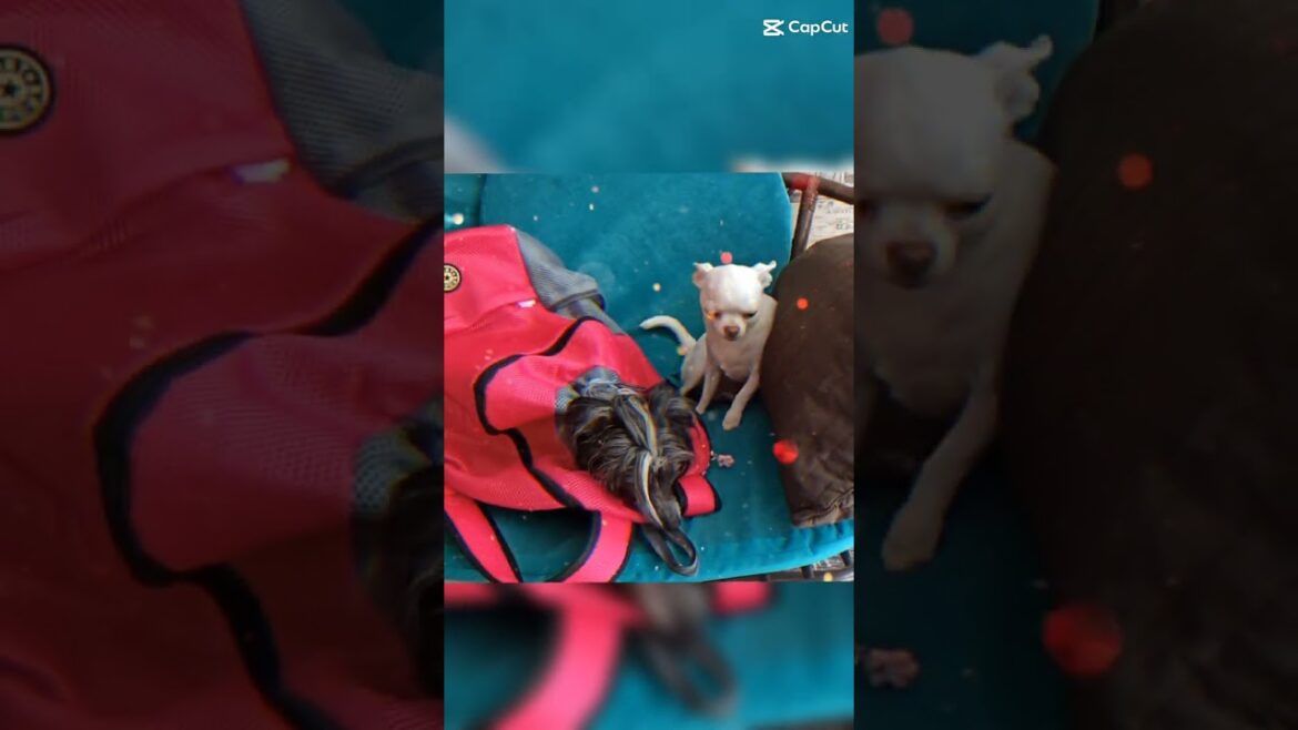 Going on vacation. The Chinese crested was put in a backpack. #shorts #loveforanimals #doglovers🐶🐾😸💞