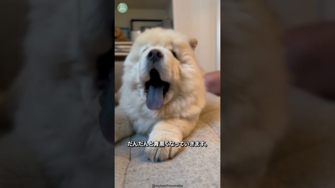 チャウチャウ🐶次の動画のリクエストをコメントで教えて！ #shorts