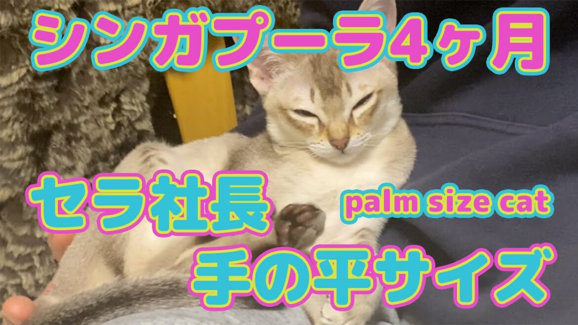 ペットショップで出会った、寂しさを癒してくれる手の平のサイズ4ヶ月のセラ社長【シンガプーラ】 ペットショップで出会った、寂しさを癒してくれる手の平のサイズ4ヶ月のセラ社長【シンガプーラ】