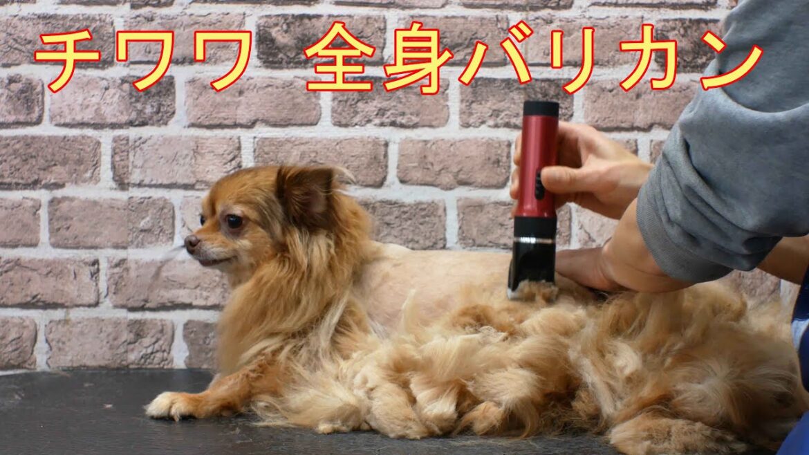 Chihuaha fur removin 爆毛チワワちゃんの全身バリカン(皮膚治療の為)