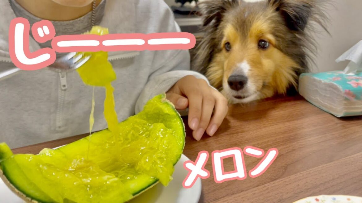 犬を飼うとこんな感じ【愛犬シェルティ メロンにくぎづけ】