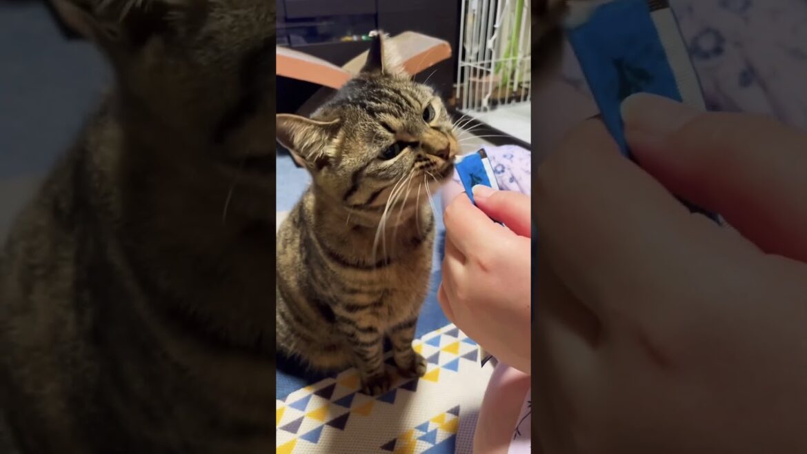 たぬき猫のちゅーるたいむ #猫#ボブテイル#キジトラ