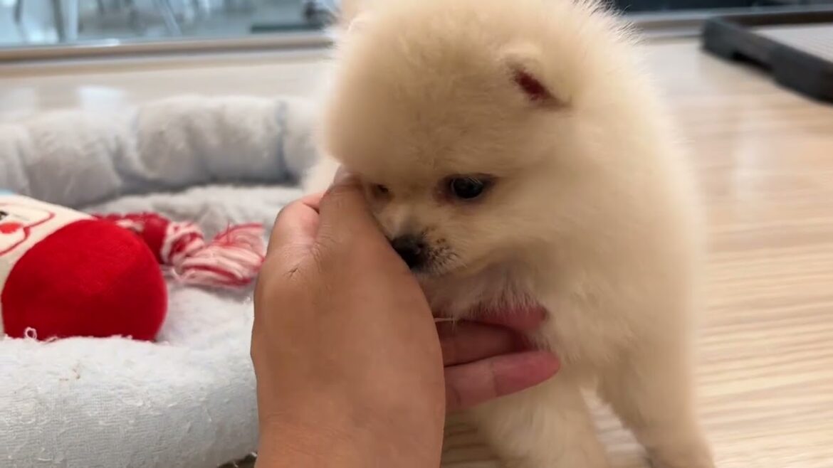 【2023.7.4撮影】最カワわんこ！ 白いたぬき！？ ポメラニアンの子犬 女の子