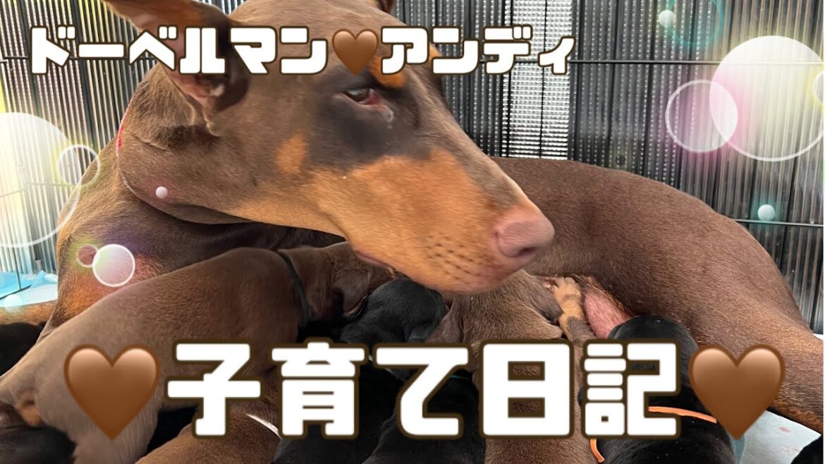 ドーベルマンの仔犬達🖤スクスク成長中！！
