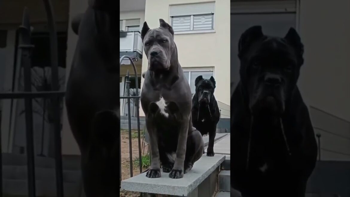 cane corso puppies #puppy #trending #shorts