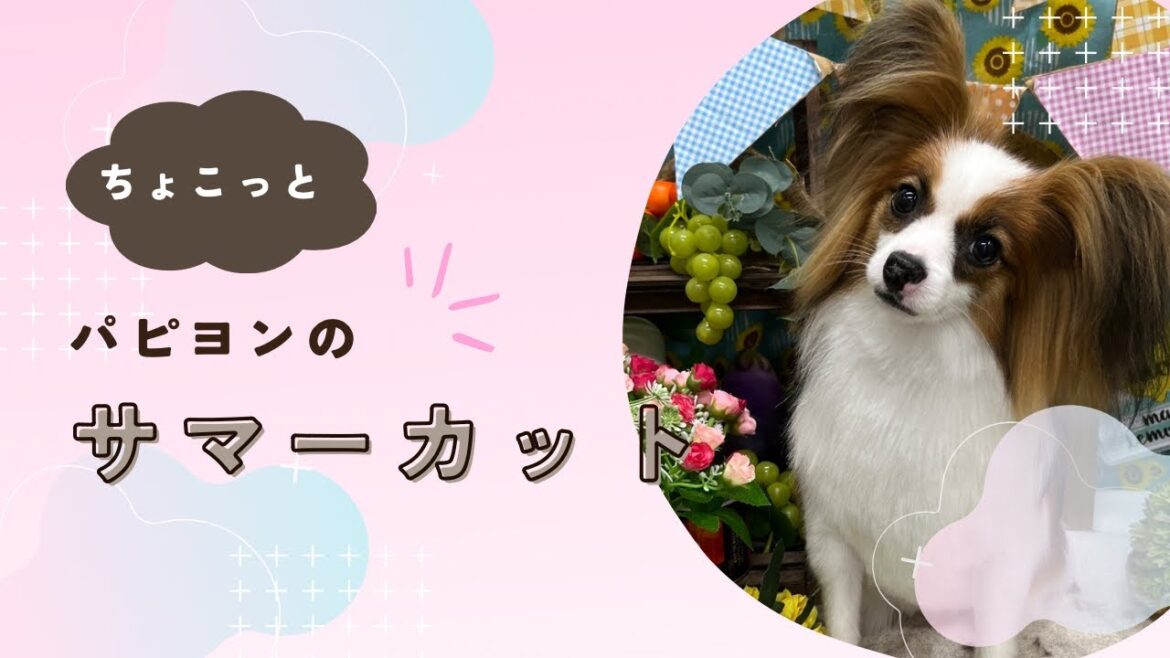 【サマーカット】パピヨン、控えめのサマーカットしてきました。