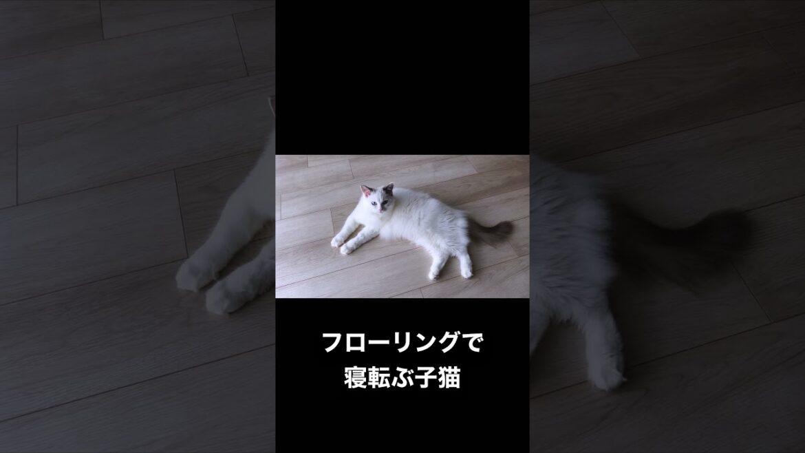 Vlog #84 | フローリングで寝転ぶ子猫 #shorts #ラグドール