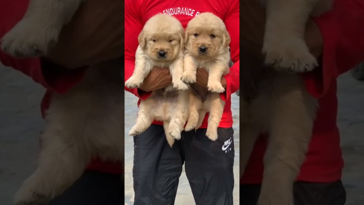 Full heavy golden retriever  #shortfeed #shortsviral #shorts #shortsyoutube #shots #shorts