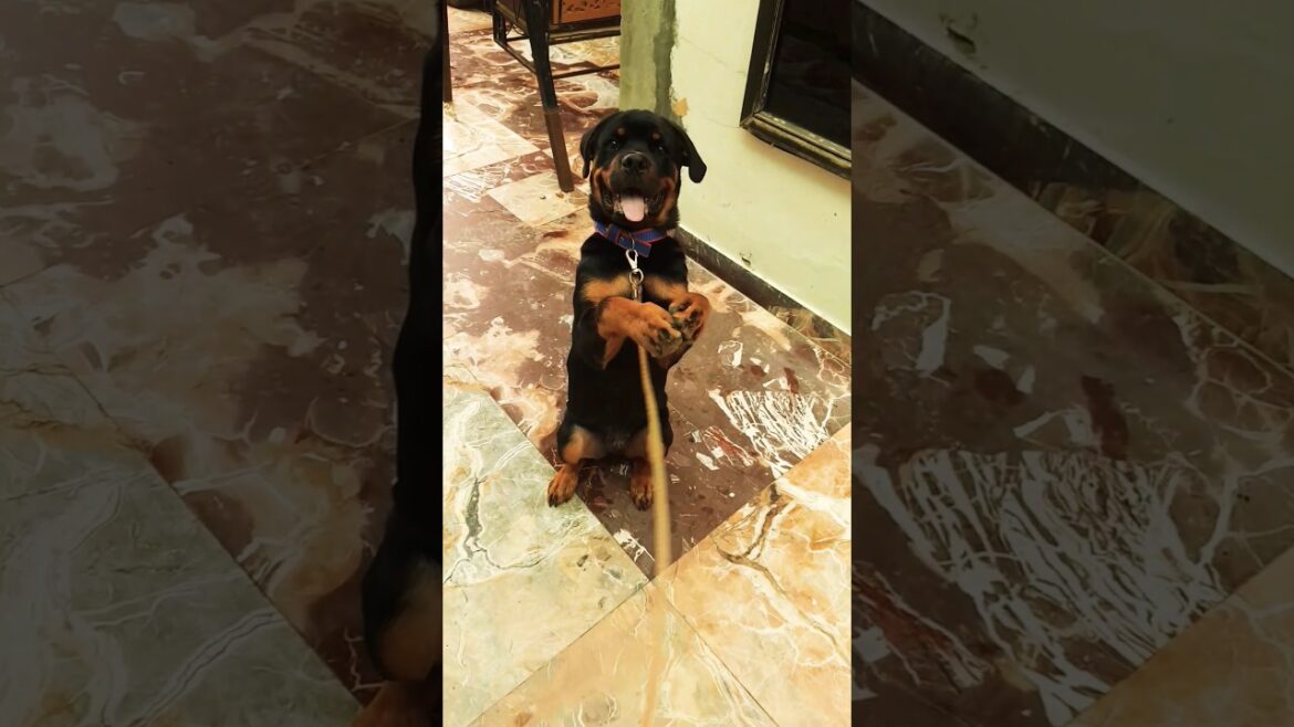 Rottweiler Puppy Namaste Training #shorts