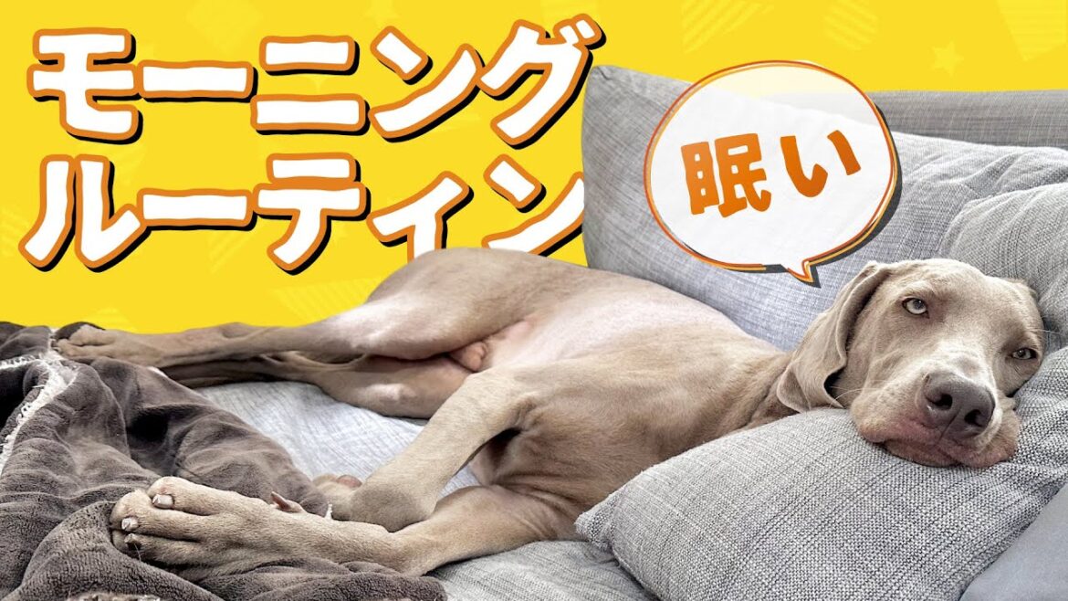 大型犬2匹の夏のモーニングルーティン