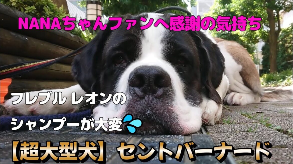 【超大型犬】セントバーナードNANA５1回目★視聴者さんありがとう★感謝★ブレブルのお風呂★