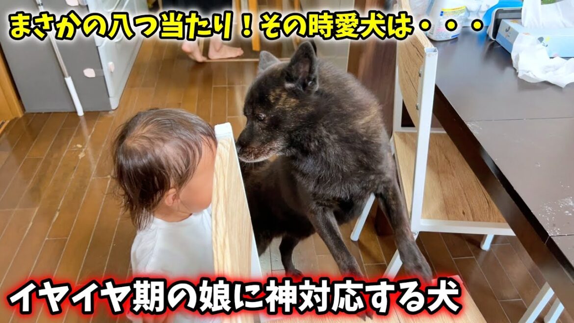 【優しすぎ】イヤイヤ期の娘に神対応する甲斐犬の一休さん