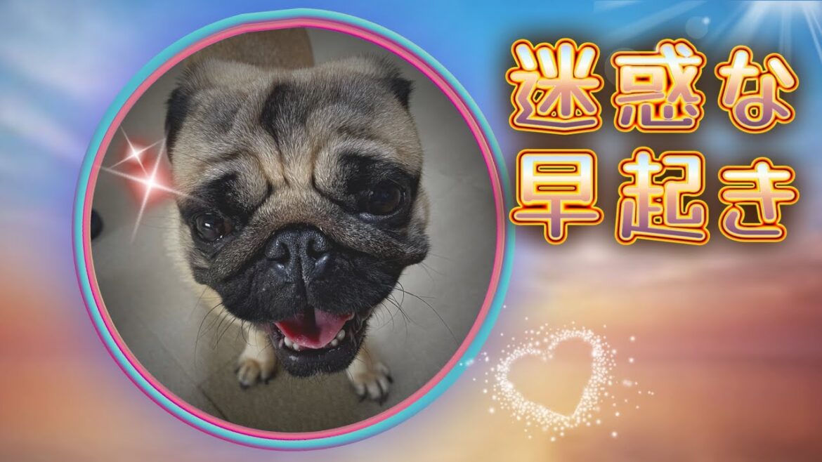 【必見】それでもパグを飼いますか？もちろん(飼い主)