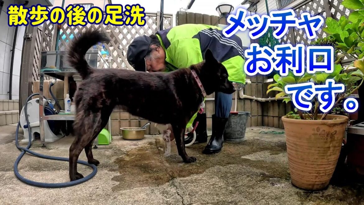 散歩の後は足洗-　甲斐犬いち