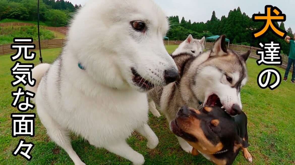 【犬達の元気な面々】みんな元気良すぎです！