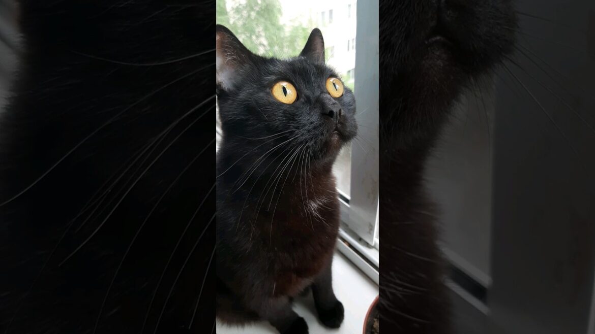 Funny cats / Смешные животные / 🐱🐱🐱 Британский кот наблюдает за птичками