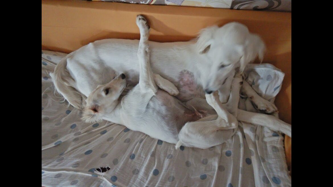 １歳違いのサルーキ兄弟！静かなプロレス♪（Saluki）