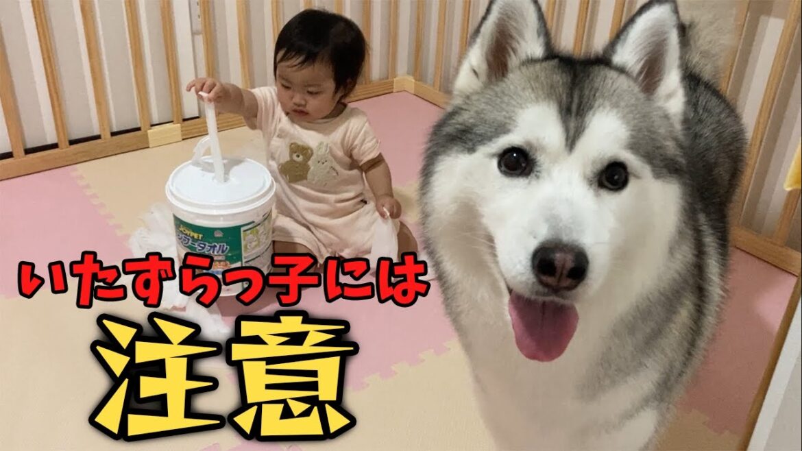 【おもしろ！】赤ちゃんのイタズラを見守る大人なシベリアンハスキー犬