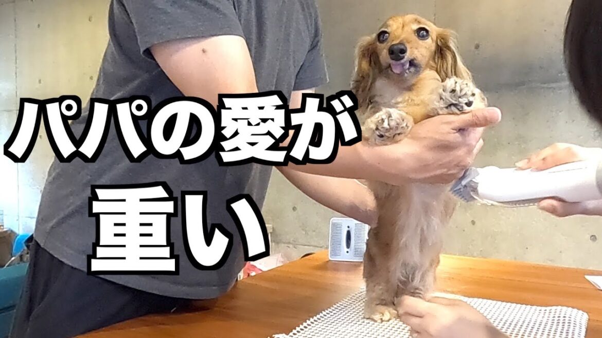 【吸引が変わらないただ一つの】グルーミングキットで自宅サロンを開いたら・・・【カニンヘンダックスえびすの日常】
