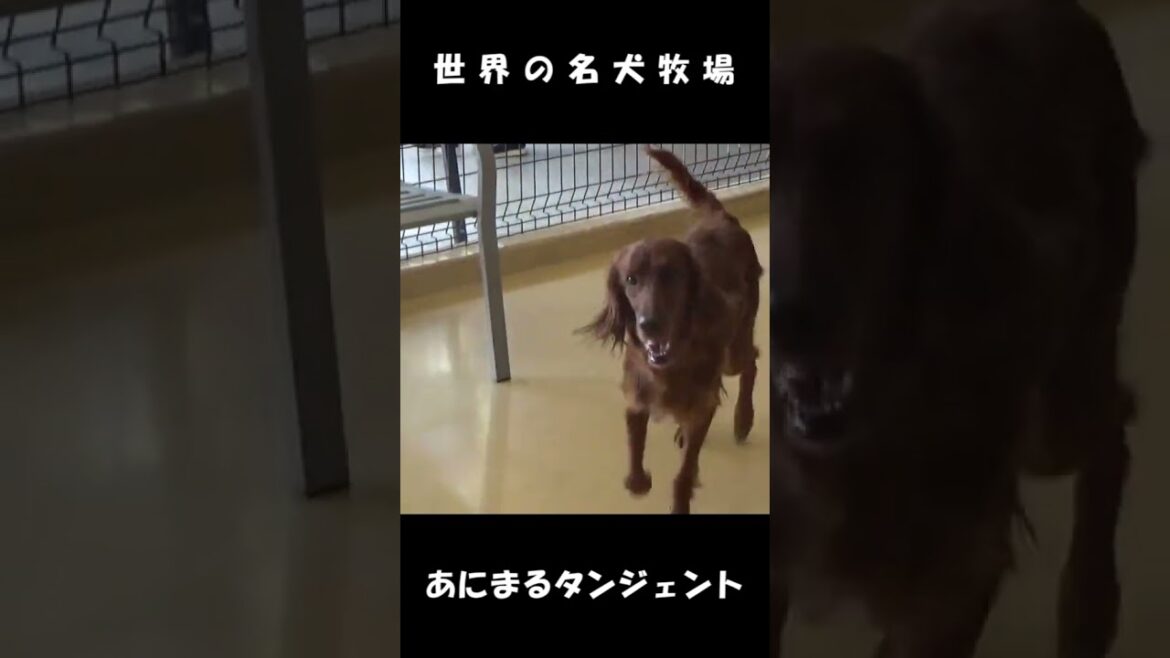 そわそわするアイリッシュセッター#shorts