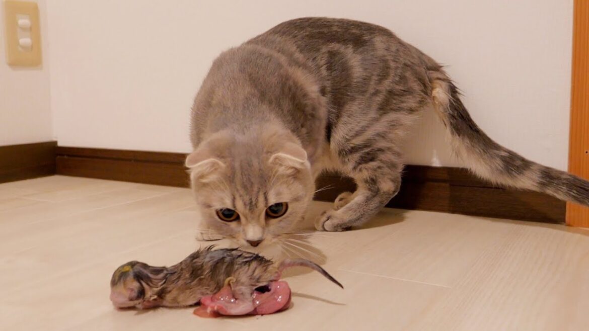 Lulu the Scottish Fold gave birth to 5 adorable baby kittens. beautiful and emotional.