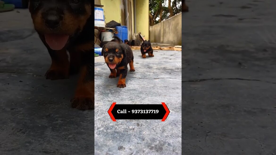 Urgent Sale|Top quality rottweiler puppies for sale |  9373137719 | #ytshortvideos #rottweilerpuppy