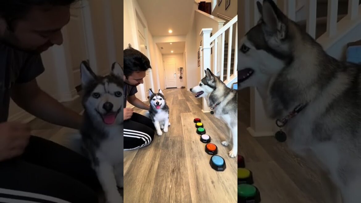 Sapphie the pomsky vs. cuddle clone part 3