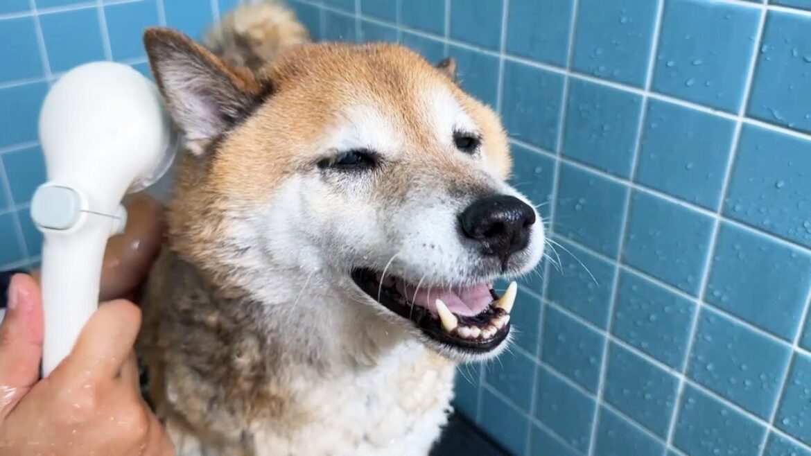お風呂でシャンプー笑顔の柴犬とお部屋でザワザワし始める猫たち