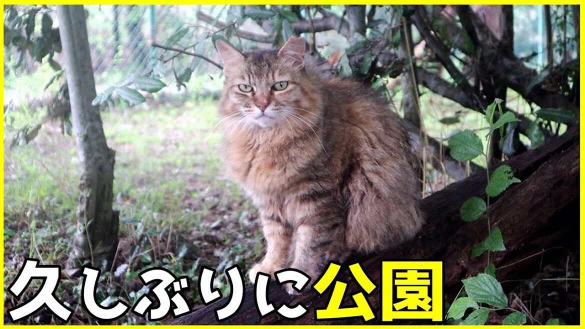 久しぶりにいつもの公園に！ペルシャ猫のモフモフちゃん？がお出迎え