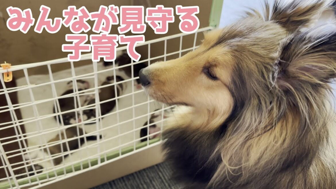 【シェルティ】みんなで見守る子育て🍀【べびち大好き】 【シェルティ】みんなで見守る子育て🍀【べびち大好き】