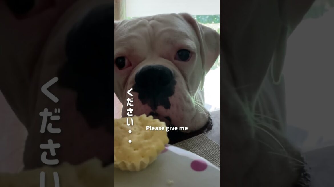 食べ終わる頃にやってくるAh, right in front of me ボクサー犬
