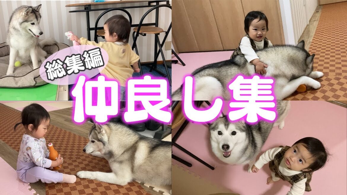 癒されるシベリアンハスキーと1歳児の絡み！総集編
