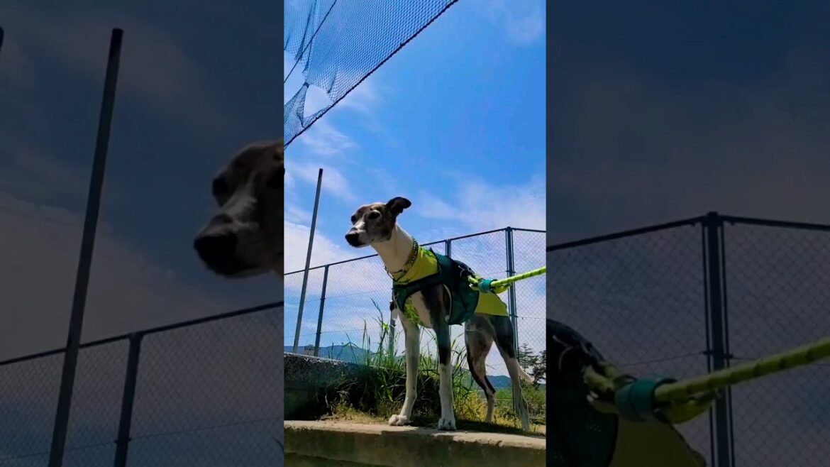 今日も懲りずにライオンキング🦁ウィペットのカイトちゃん🐶 Whippet Dog KAITO Featuring LION KING FUKUOKA JAPAN🇯🇵