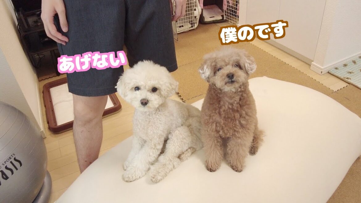お気に入りのヨギボーをパパが持っていこうとしたら全身で阻止する愛犬がこちら