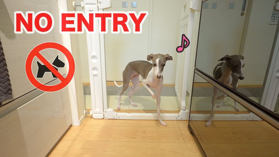 前足だけなら入っても許されると思い込んでいる愛犬が可愛過ぎたwww