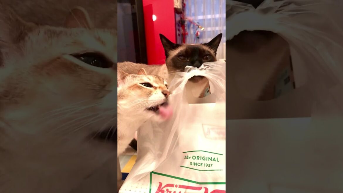 ドーナツ屋さんの袋をペロペロしまくるシンガプーラとたぬき猫なのにゃ♪