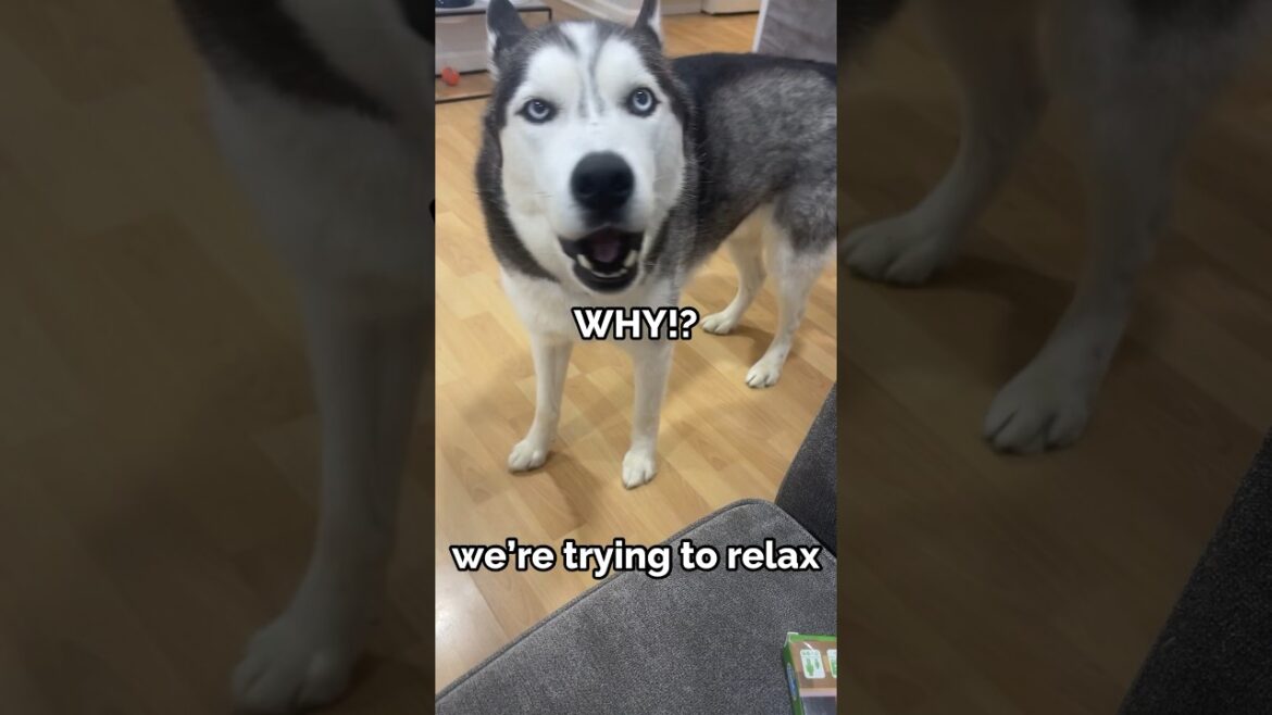 dog gets angry at owner for wanting to relax #shorts