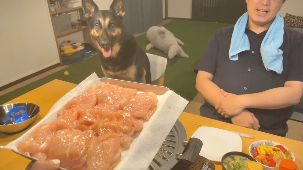 ささみで焼肉したら、愛犬が過去一の早食いでしたｗ【ジャーマンシェパード】