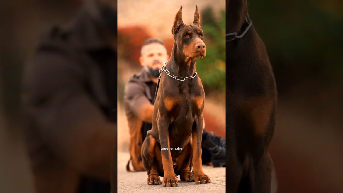 DOBERMAN PINSCHER❤️‍🔥 പകരം വയ്ക്കാനില്ല. #dog#aggressive#guarddog #protectiondog#policedogs #europea