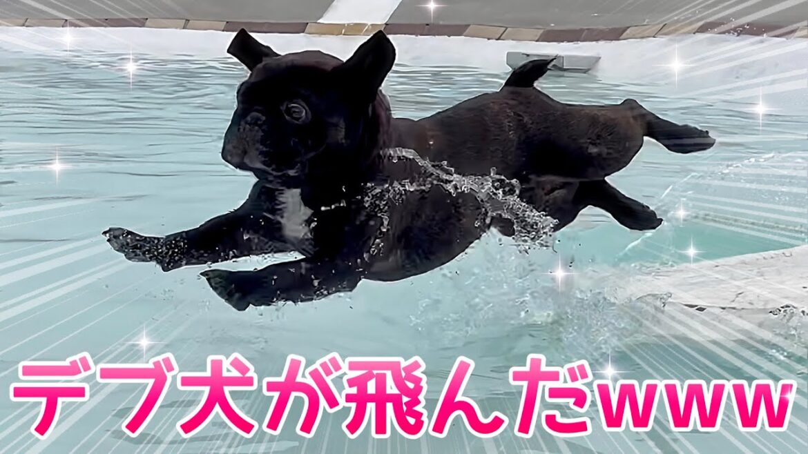 【神回】ラスボスに初めて戦いを挑んだ世界一弱いデブ犬フレンチブルドッグ