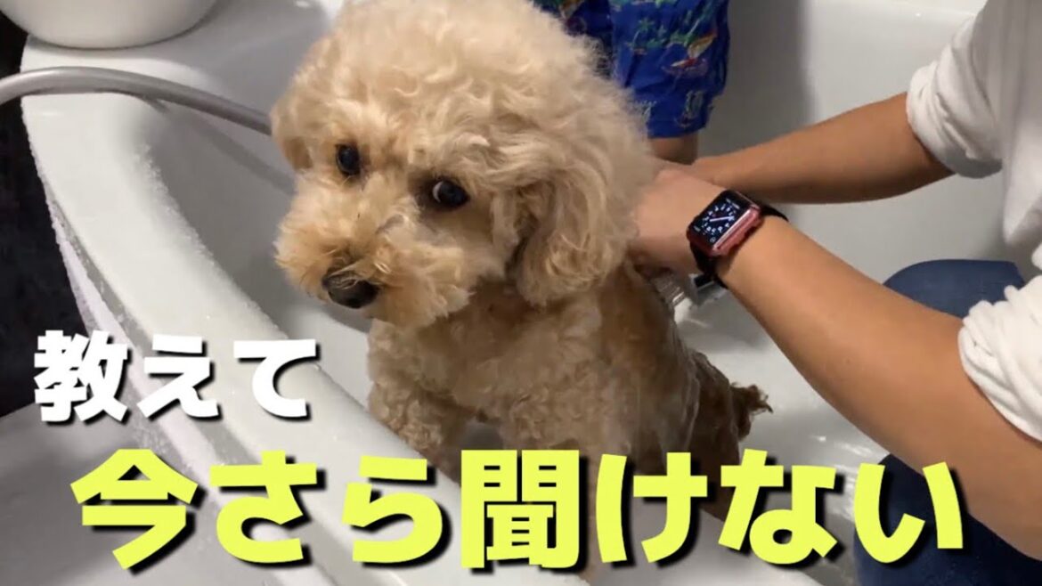 【今さら聞けない】そもそも犬のシャンプーって必要なの？