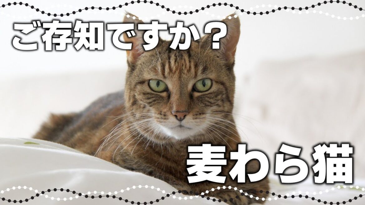 キジトラ似だけどレア猫⁉『麦わら猫』の特徴と性格、見分け方 キジトラ似だけどレア猫⁉『麦わら猫』の特徴と性格、見分け方