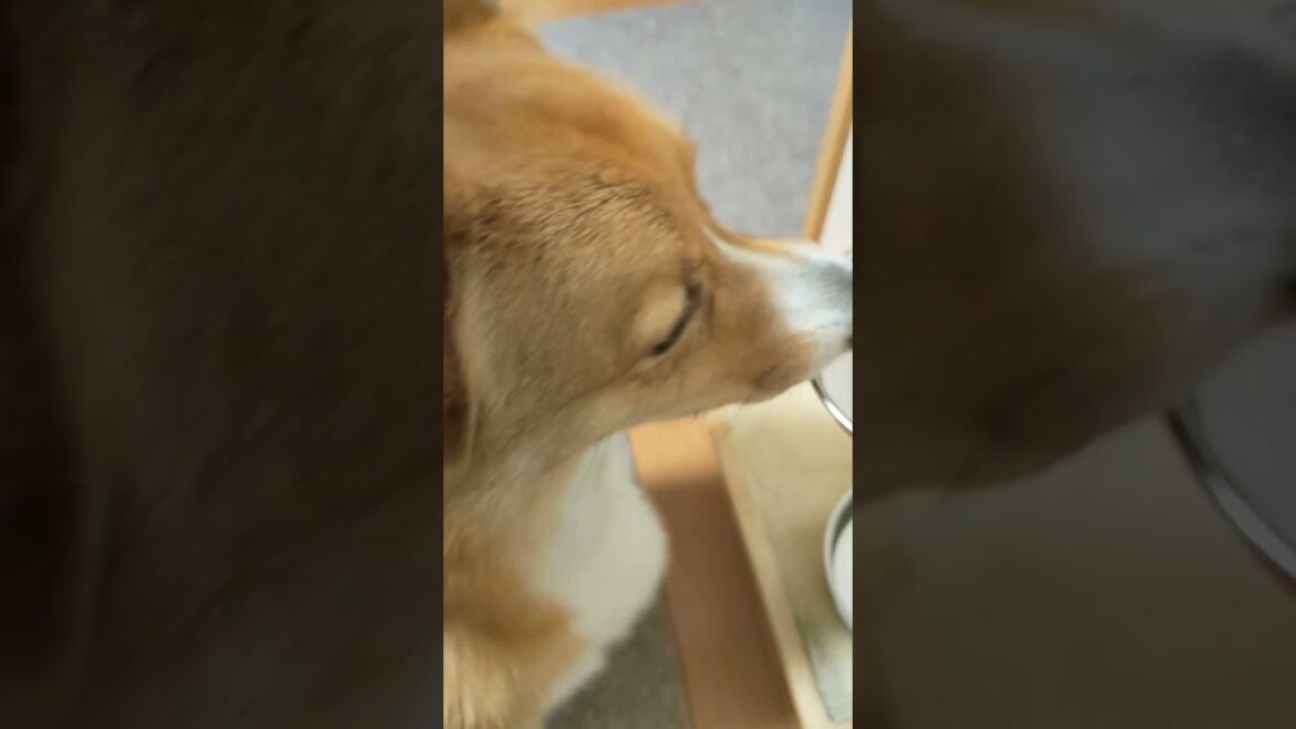 コーギーに少なめの朝ごはんをあげてみた #ドッキリ #一瞬