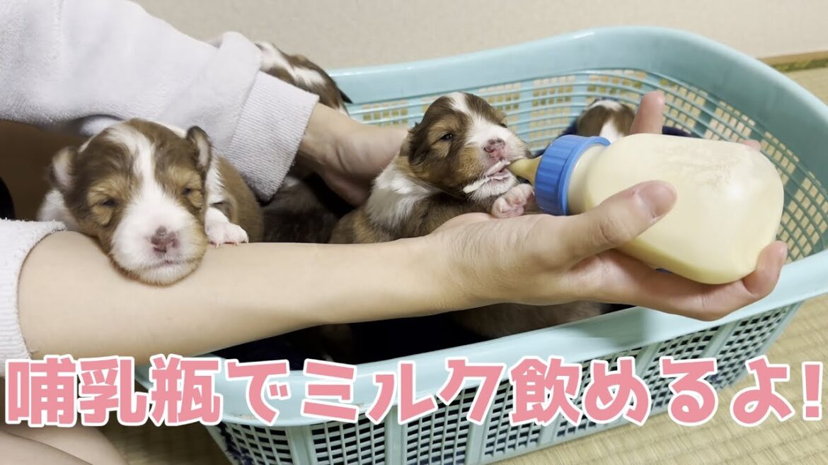 【シェルティ】哺乳瓶の練習🍼【美味しいね】