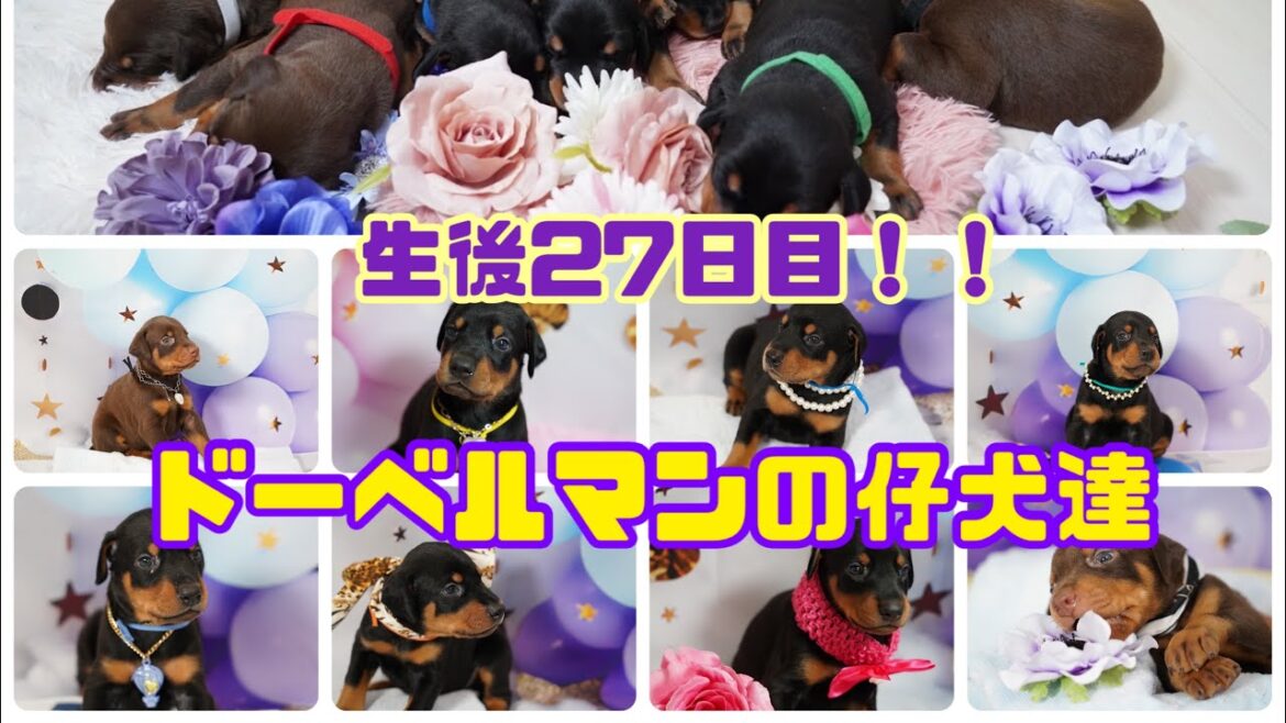 生後27日目！ドーベルマンの仔犬達！！