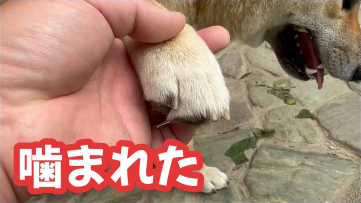 【柴犬】ムカデに噛まれちゃいました！