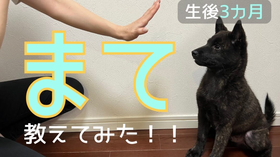 【甲斐犬】生後3か月の子犬やぶのしつけ！「まて」編！